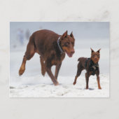 Doberman en Min Pin - KIJK! Een mini voor mij! Briefkaart (Voorkant)