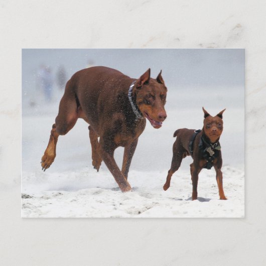 Doberman en Min Pin - KIJK! Een mini voor mij! Briefkaart (Voorkant)