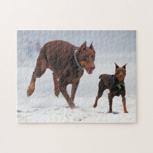 Doberman en Min Pin - KIJK! Een mini voor mij! Legpuzzel