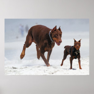 Doberman en Min Pin - KIJK! Een mini voor mij! Poster