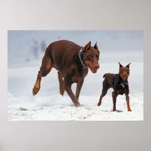 Doberman en Min Pin - KIJK! Een mini voor mij! Poster (Voorkant)