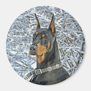 Doberman Fosty Day Magneet