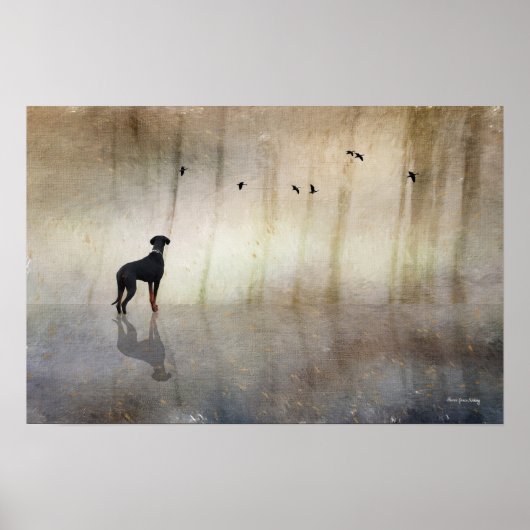 Doberman Fotokunst - Reflecties van een rustig har Poster (Voorkant)