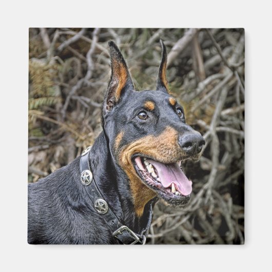 Doberman glimlach magneet (Voorkant)