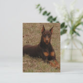 doberman Greetings Briefkaart (Staand voorkant)