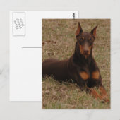 doberman Greetings Briefkaart (Voorkant / Achterkant)