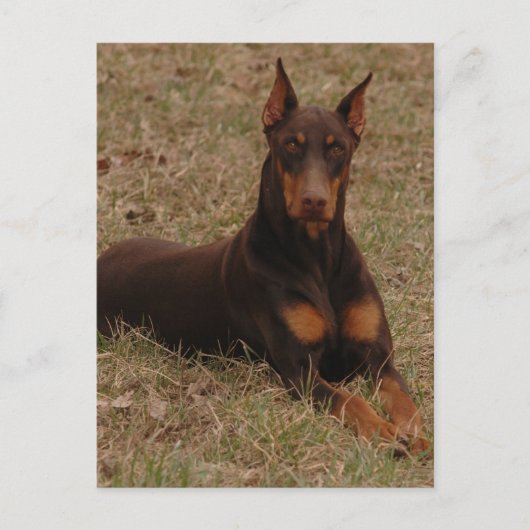 doberman Greetings Briefkaart (Voorkant)