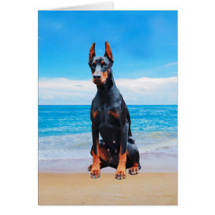 Doberman hond zitten op het strand