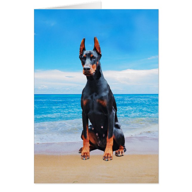 Doberman hond zitten op het strand (Voorkant)