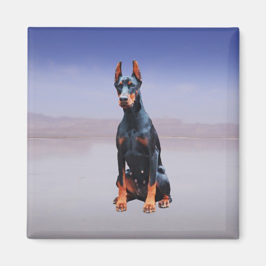Doberman hond zitten op het strand magneet (Voorkant)