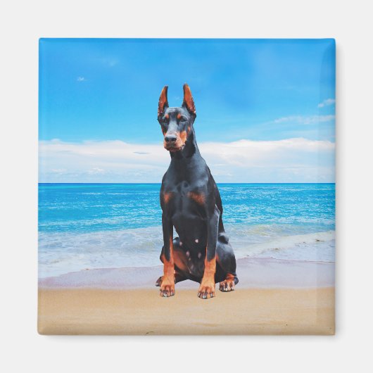 Doberman hond zitten op het strand magneet (Voorkant)