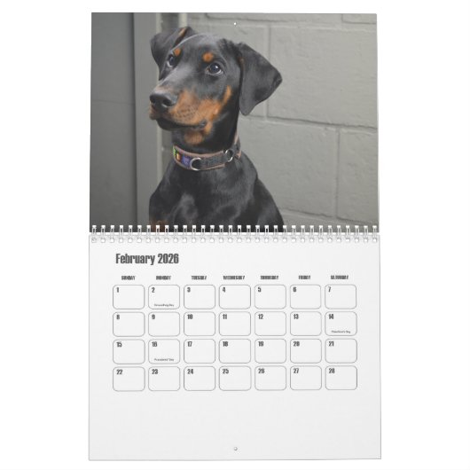 Doberman hondenkalender kalender (Feb 2026)