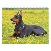 Doberman hondenkalender kalender (Hoes)
