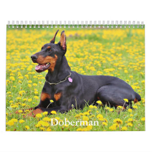 Doberman hondenkalender kalender