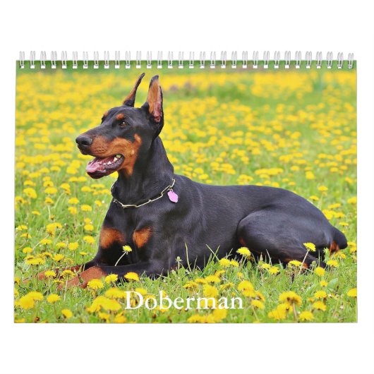 Doberman hondenkalender kalender (Hoes)