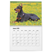 Doberman hondenkalender kalender (Jan 2026)