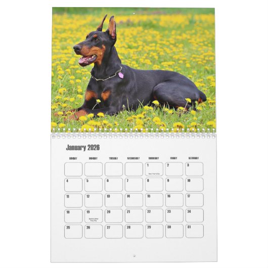 Doberman hondenkalender kalender (Jan 2026)