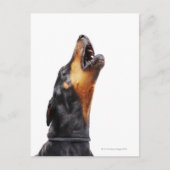 Doberman howling briefkaart (Voorkant)