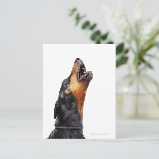 Doberman howling briefkaart (Staand voorkant)