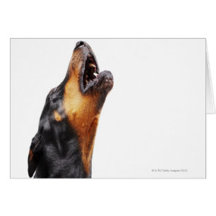 Doberman howling, close-up
