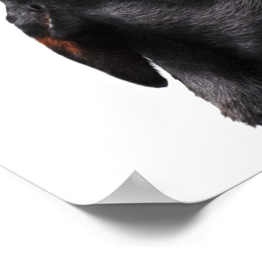 Doberman howling, close-up poster (Hoek)