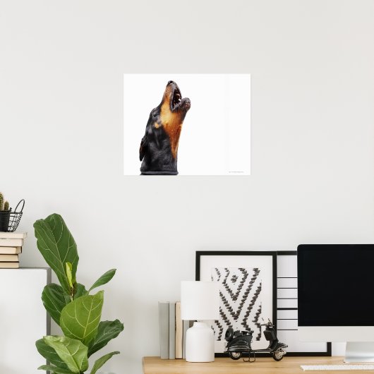 Doberman howling, close-up poster (Thuiskantoor)