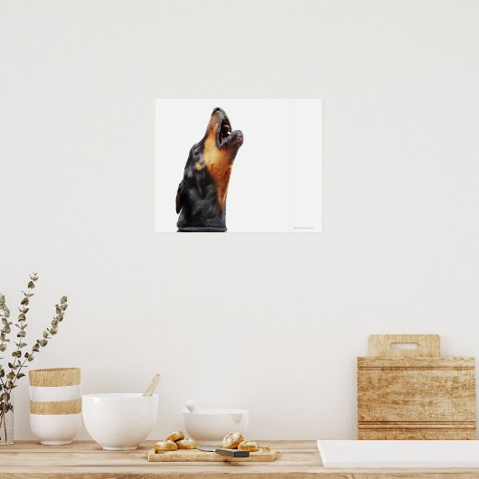 Doberman howling, close-up poster (Keuken)