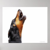 Doberman howling, close-up poster (Voorkant)