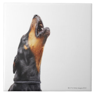 Doberman howling, close-up tegeltje