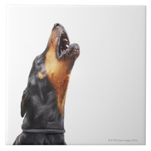 Doberman howling, close-up tegeltje (Voorkant)