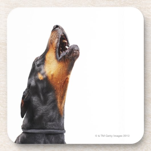 Doberman howling drankjes onderzetter (Voorkant)