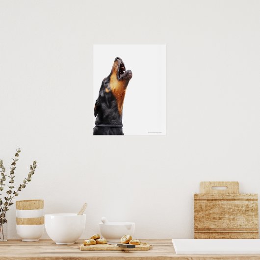 Doberman howling poster (Keuken)