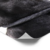 Doberman howling poster (Hoek)