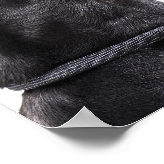 Doberman howling poster (Hoek)