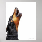 Doberman howling poster (Voorkant)