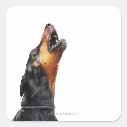 Doberman howling vierkante sticker (Voorkant)