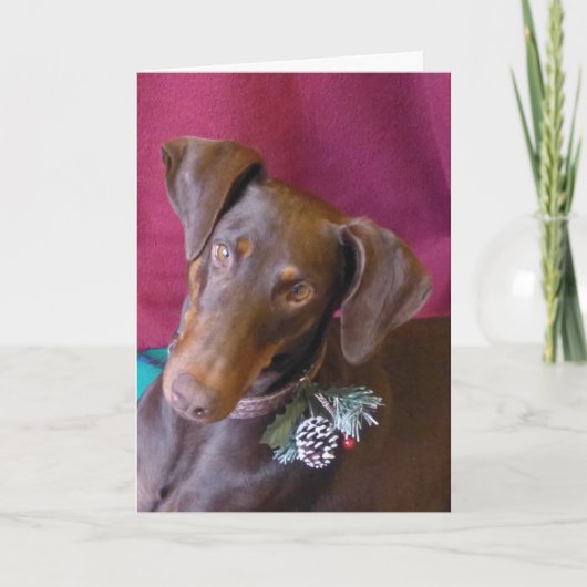 Doberman (Hulst) in haar Decoratie van Kerstmis! Feestdagen Kaart (Voorkant)