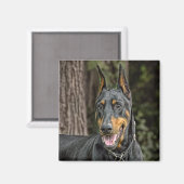 Doberman in bosmagneet magneet (Voorkant / Achterkant)