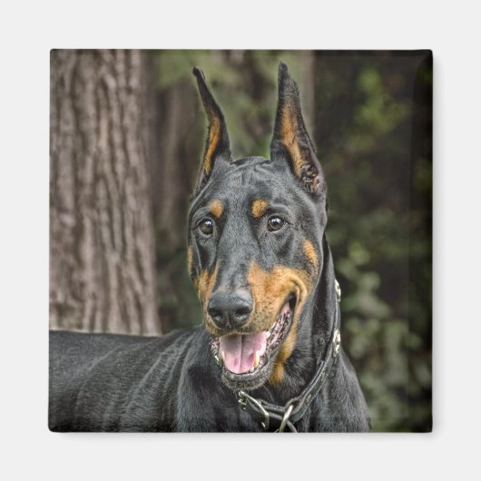 Doberman in bosmagneet magneet (Voorkant)