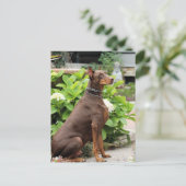 Doberman - In de kerktuin Briefkaart (Staand voorkant)