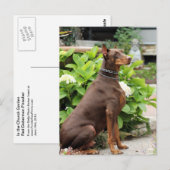 Doberman - In de kerktuin Briefkaart (Voorkant / Achterkant)