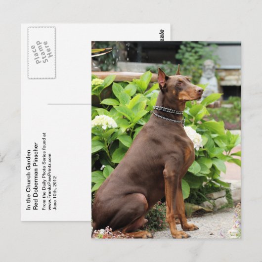 Doberman - In de kerktuin Briefkaart (Voorkant / Achterkant)