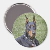 Doberman in grasmagneet magneet (Voorkant / Achterkant)