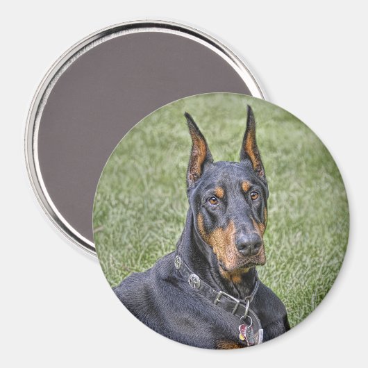 Doberman in grasmagneet magneet (Voorkant / Achterkant)