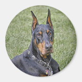 Doberman in grasmagneet magneet (Voorkant)