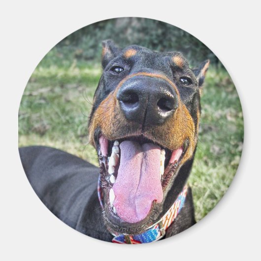 Doberman lachend magneet (Voorkant)