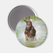 Doberman Magnet (Voorkant / Achterkant)