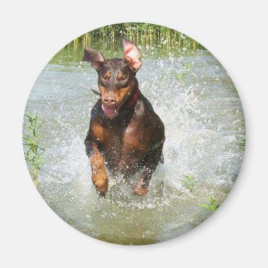 Doberman Magnet (Voorkant)