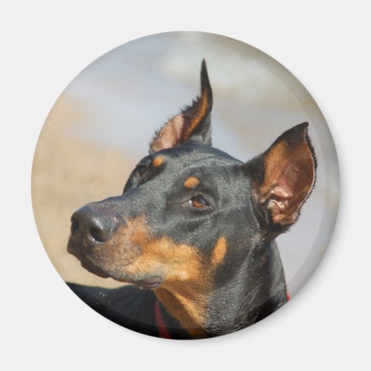 Doberman Magnet (Voorkant)