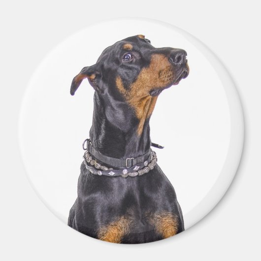 Doberman met stiekeme look magneet (Voorkant)